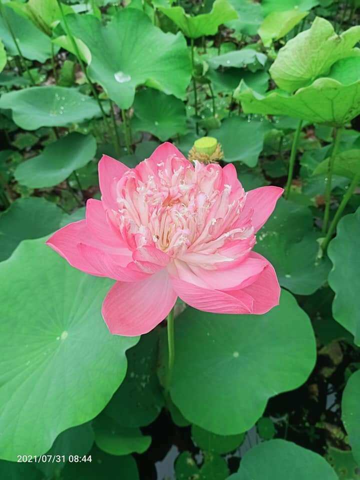củ giống sen quan âm hồng