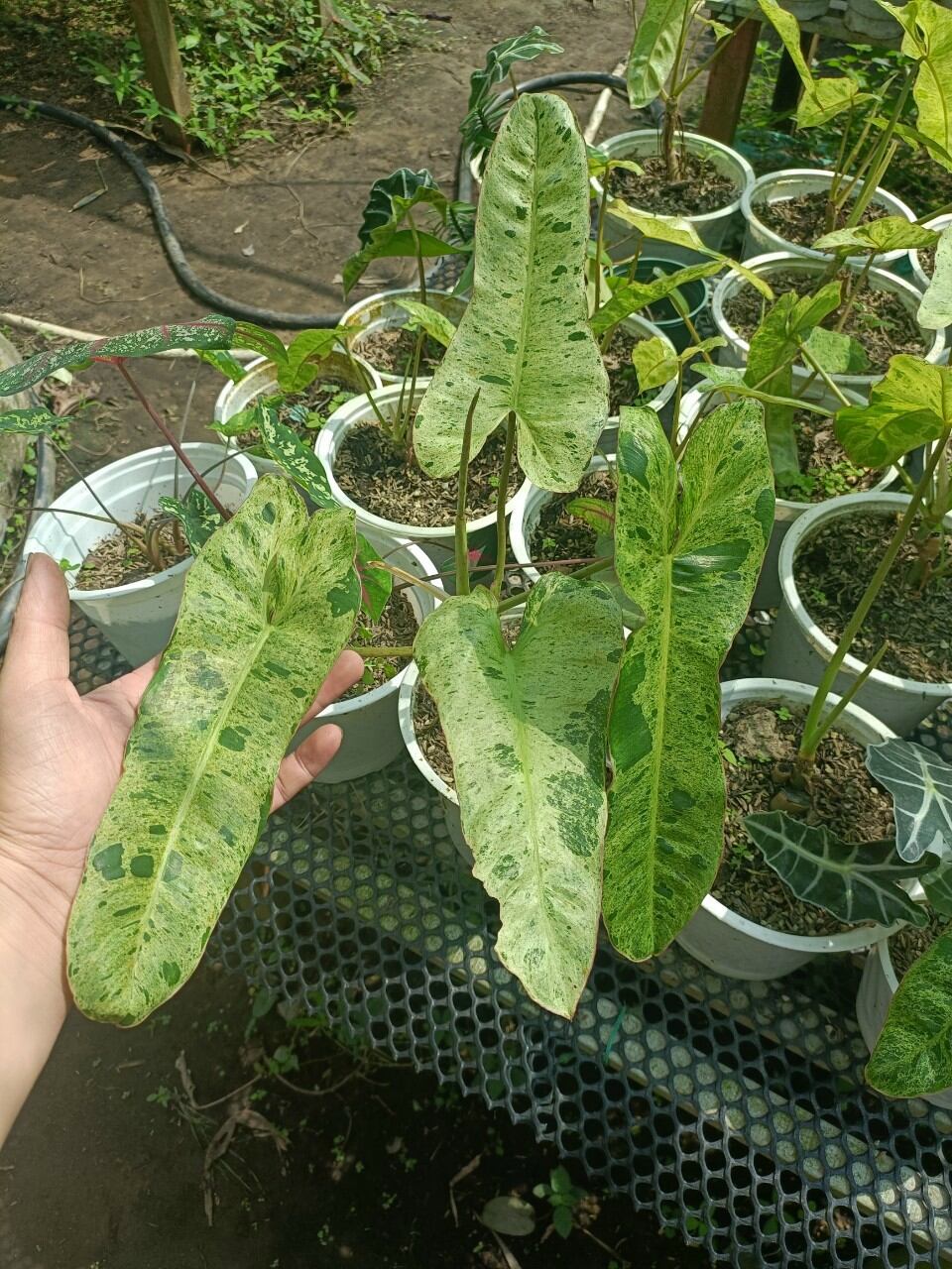 Philodendron paraiso verde plant - cây trầu paraiso rễ ấm chậu