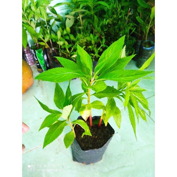 CÂY HOA MÓNG TAY (HOA GIỌT NƯỚC). HOA MỒNG GÀ.. 5K/CHẬU(Shop mới bán mua từ 100k tặng cây giống)