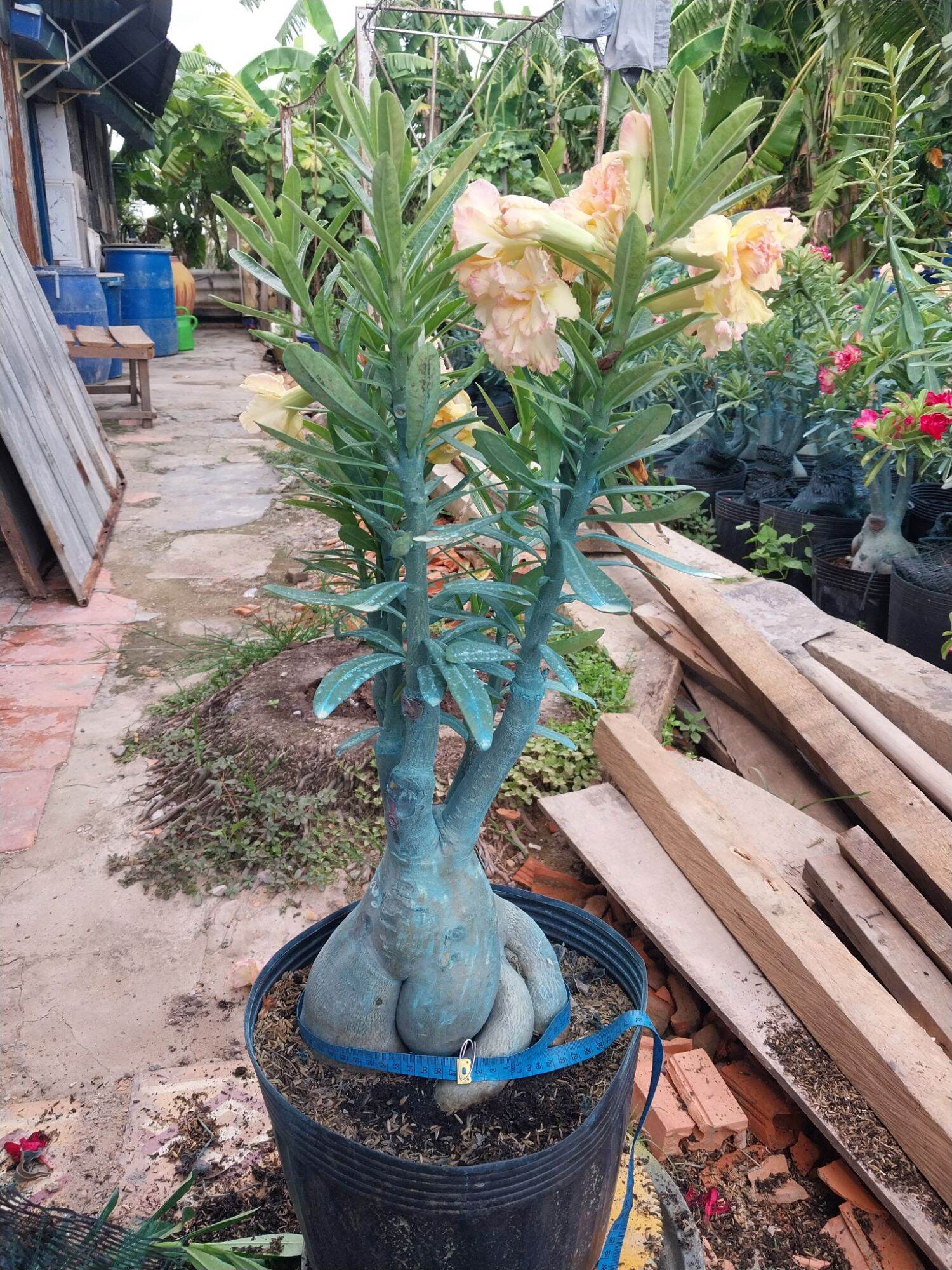 Sứ Thái ghép Củ rất to nhiều mặc hoa ( sip nhổ cây chỉ giao cây sứ )