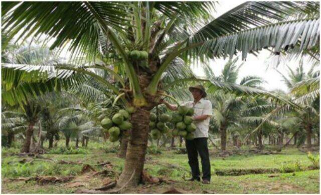 cây dừa dứa thái lan ,cây đẹp