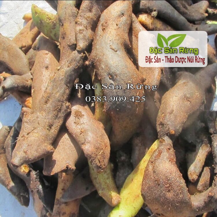 [ 100gr ] Cốt Toái Bổ ( củ Tắc Kè Đá ) Khô Thơm - Vàng Đẹp