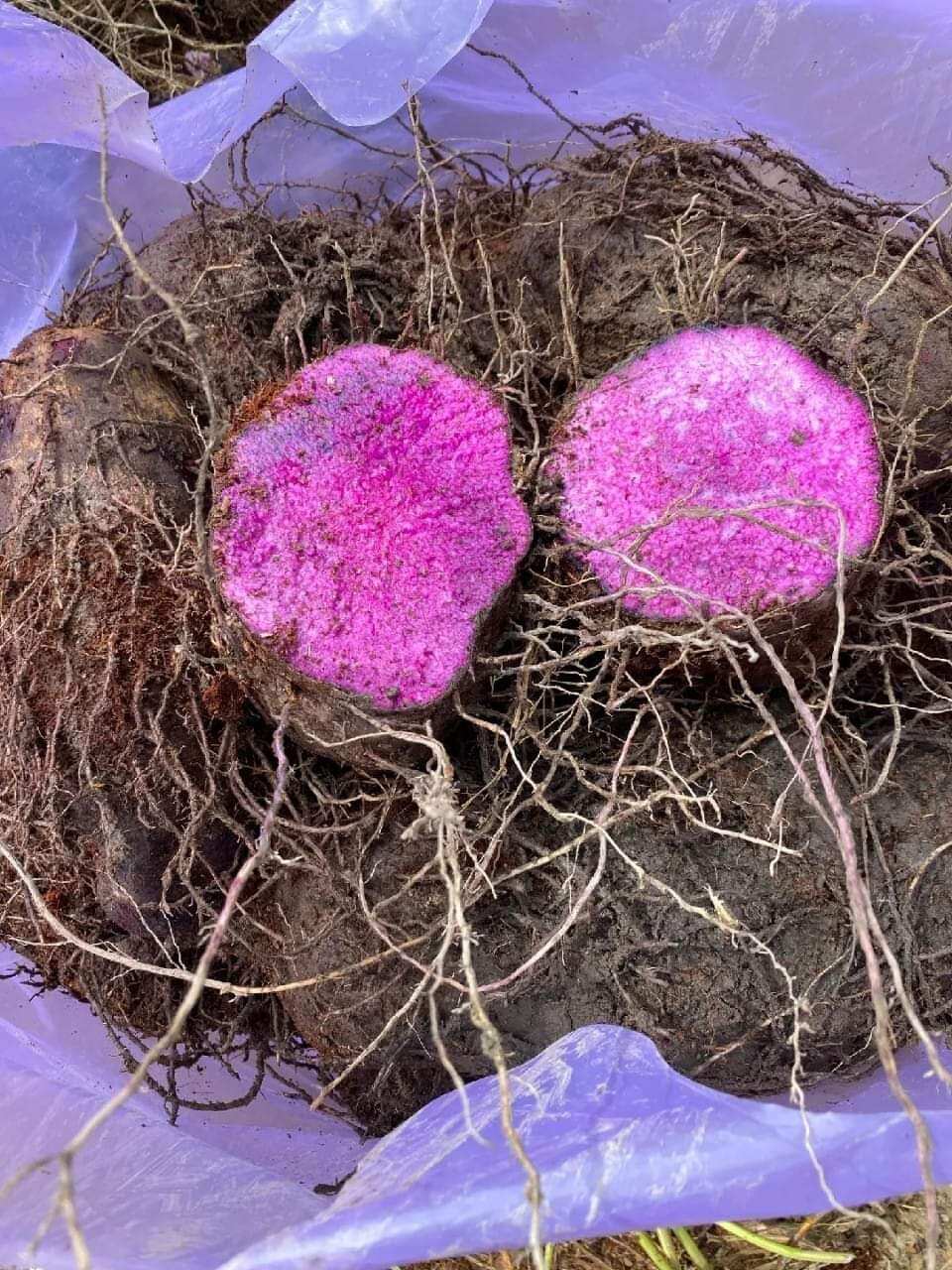 KHOAI MỠ tươi ú nu mới nhổ 1Kg
