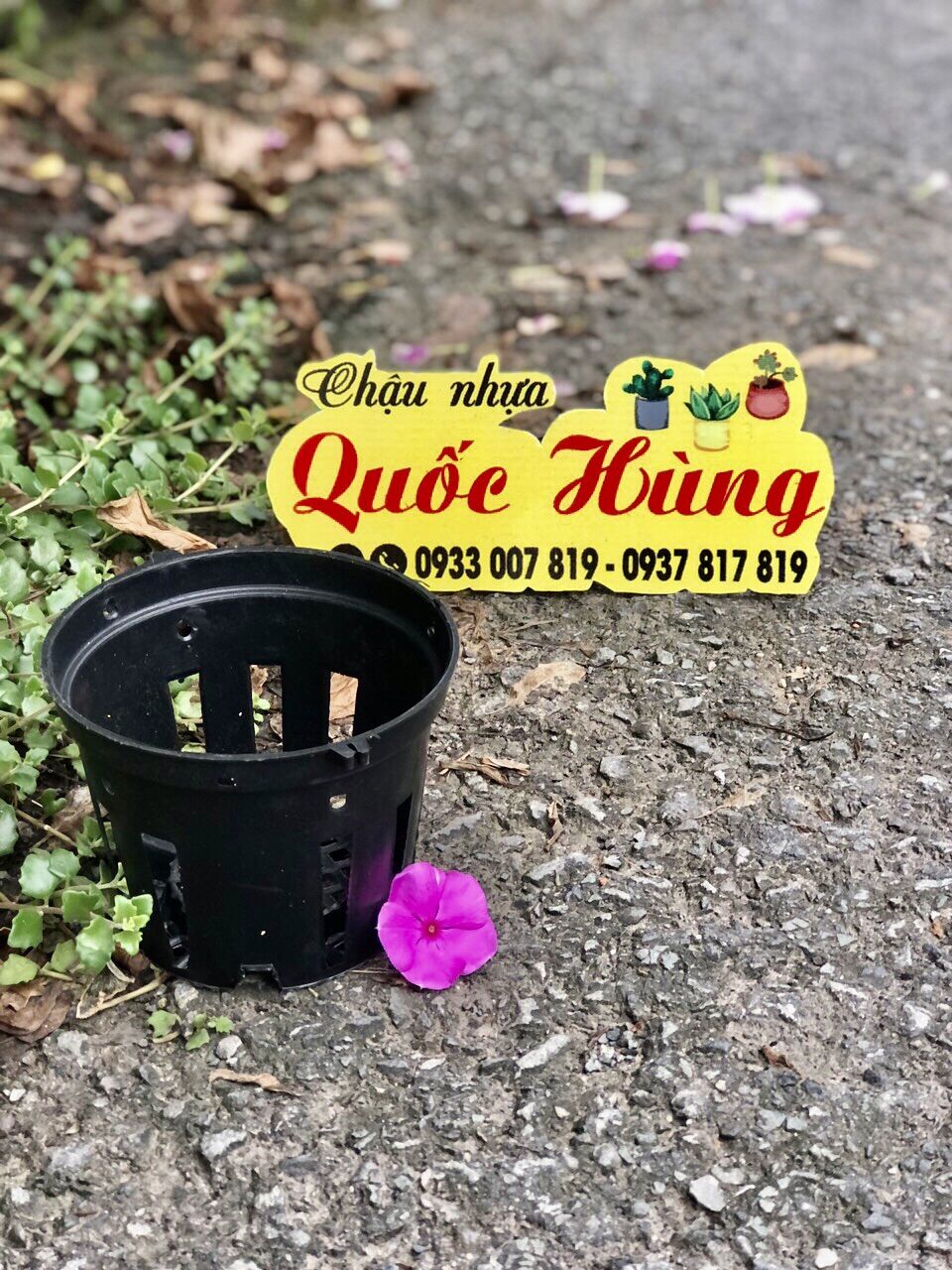 Combo 10 chậu lan f10