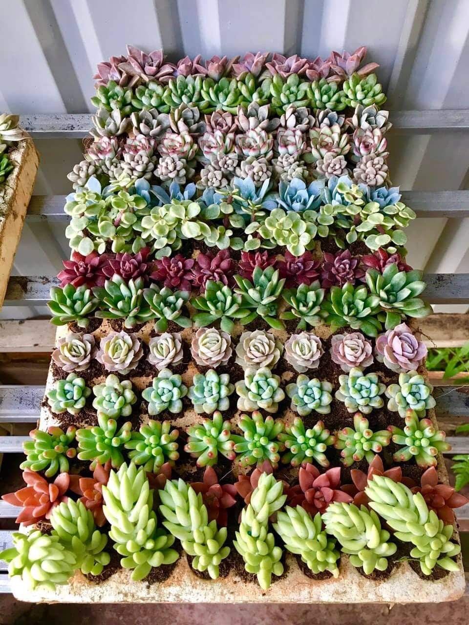 Random 5 loại SEN ĐÁ MINI ĐÀ LẠT🍏không chậu🥤FREESHIP🔥Lỗi1đổi1