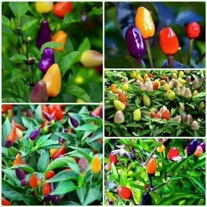 Hạt giống ớt ngũ sắc