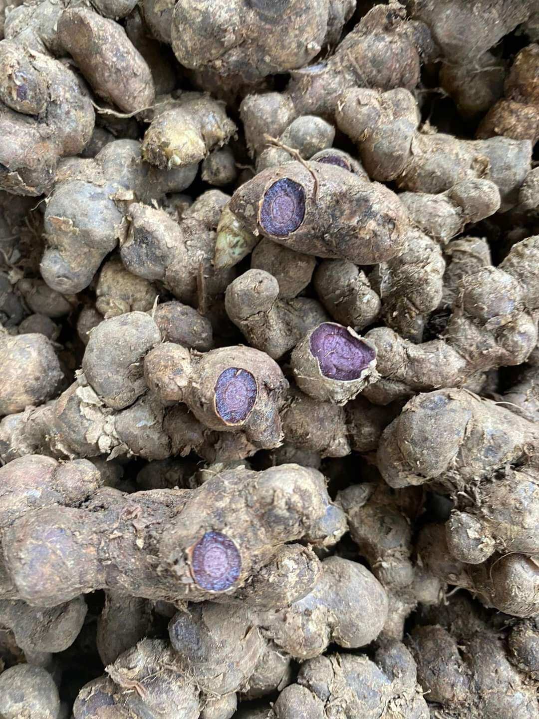 1Kg GỪNG ĐEN đậm (Ngãi tím,ngãi đen) làm thuốc,..