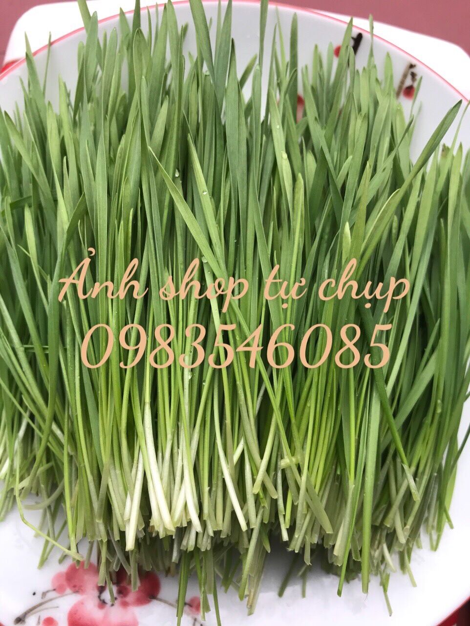 Hạt giống cỏ lúa mì 1kg