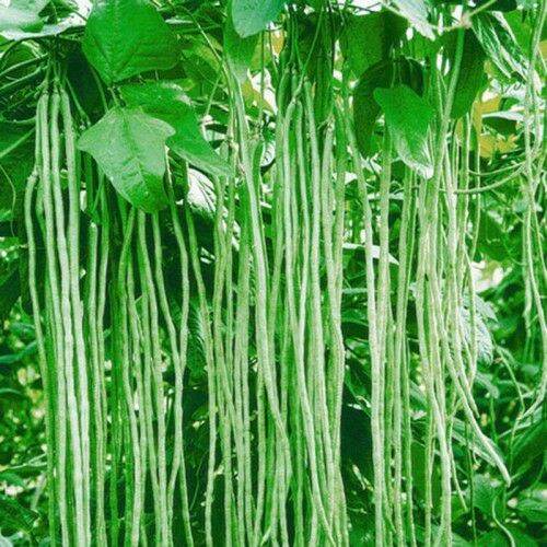 Hạt giống đậu đũa ngọt cao sản gói lớn 20gr