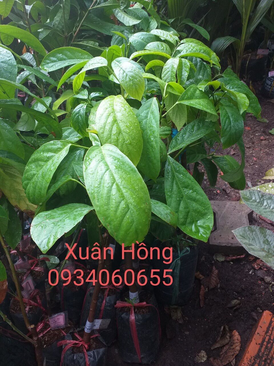 cây dâu xiêm cao 40-50cm