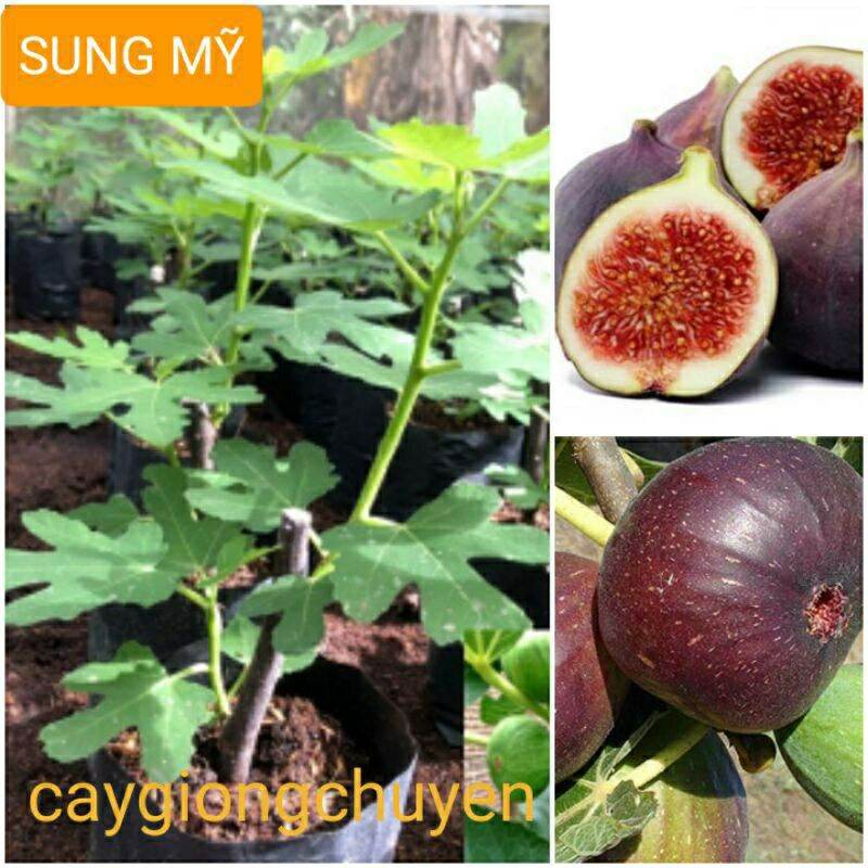 GIỐNG CÂY SUNG MỸ