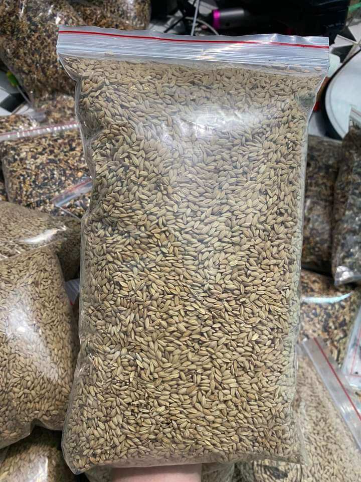 1kg lúa tiêu ruột đỏ cho chim,cu gáy