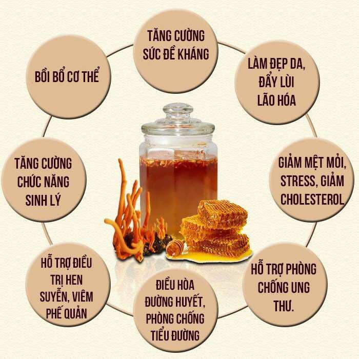 Nấm đông trùng hạ thảo khô Hàn Quốc