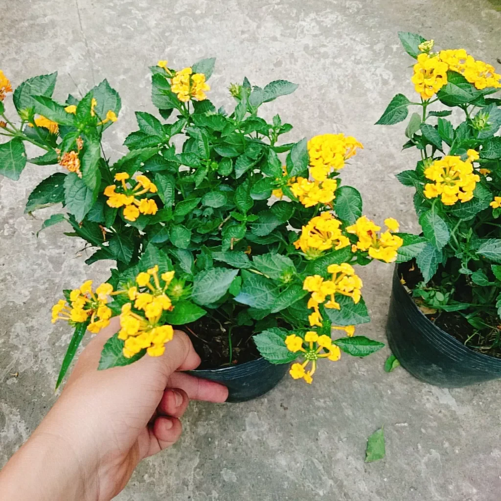 Hoa ngũ sắc vàng ( hoa trâm ổi)