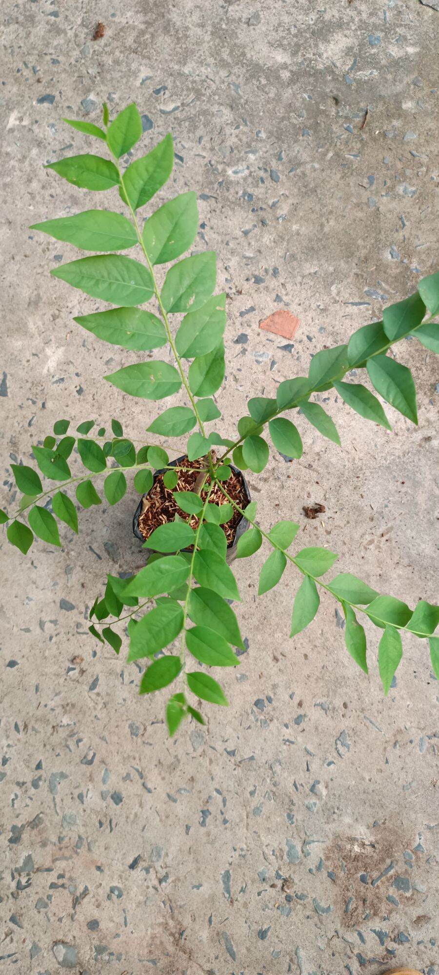 CÂY GIỐNG CHÙM RUỘT NGỌT
