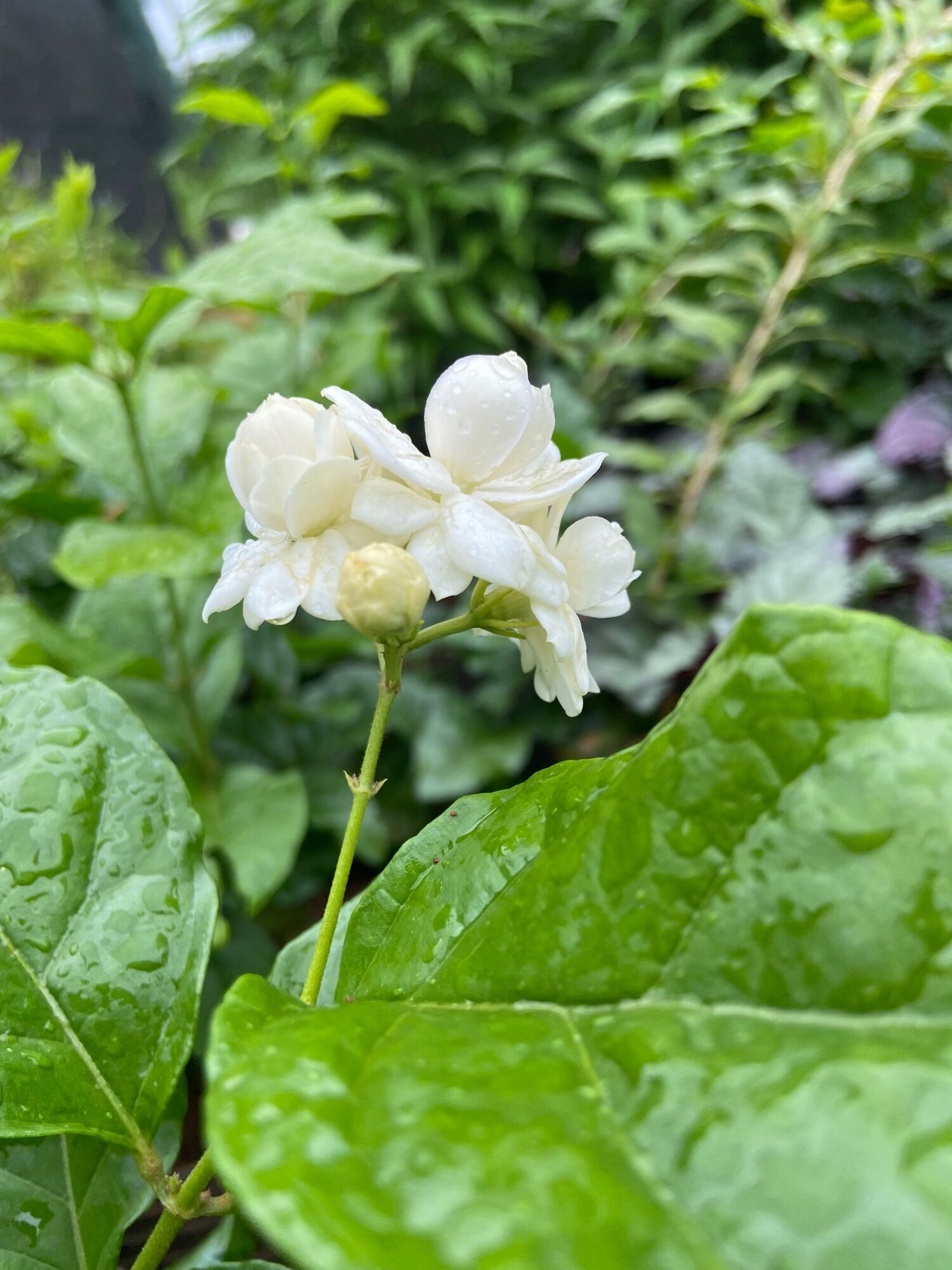 Cây giống hoa nhài (hoa lài)