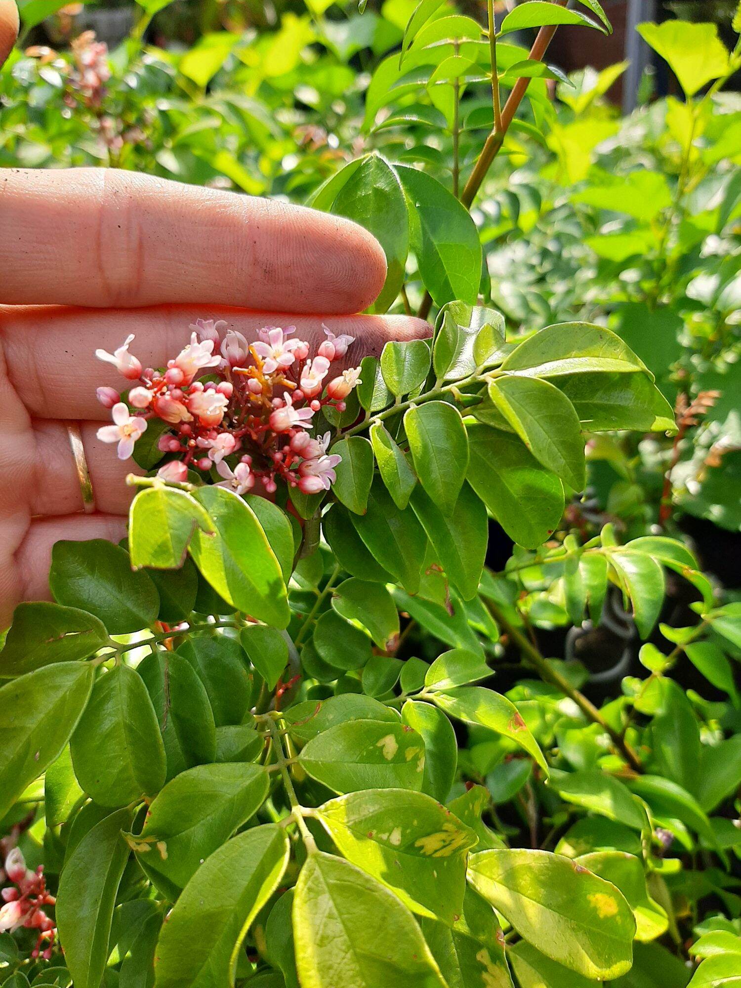 CÂY KHẾ NHẬT MINI GỐC QUÁI