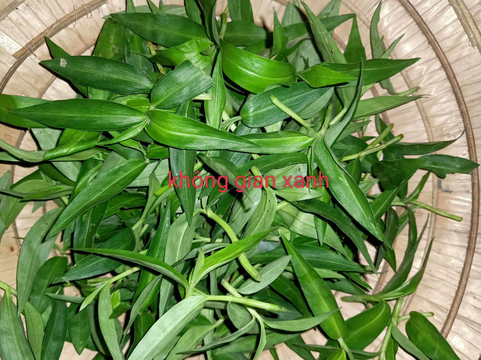 [Chỉ Ship Miền Nam] 500gam Đọt Rau Trai Tươi ( Cây Thài Lài)  Khách đặt mới hái