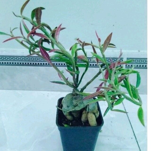 Cây xương rồng euphoria thân củ