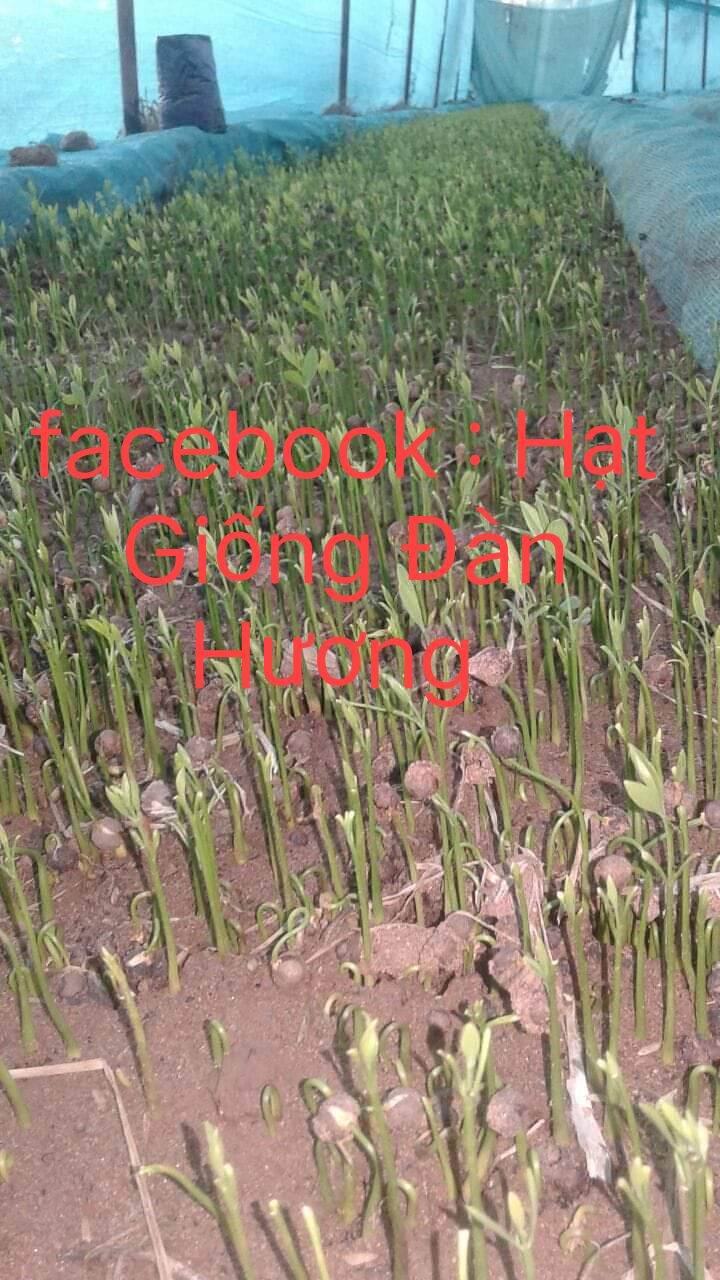 100 gram (600hạt) Hạt Giống Đàn Hương Trắng Ấn Độ