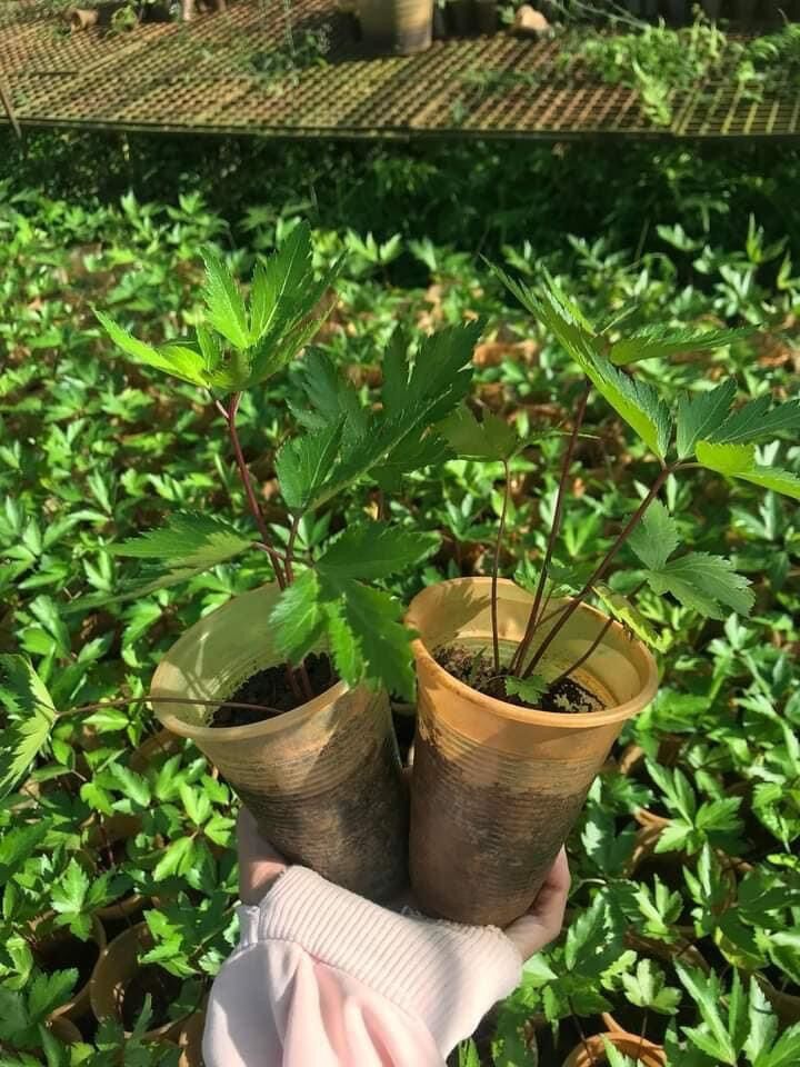 Cây giống sâm đương quy