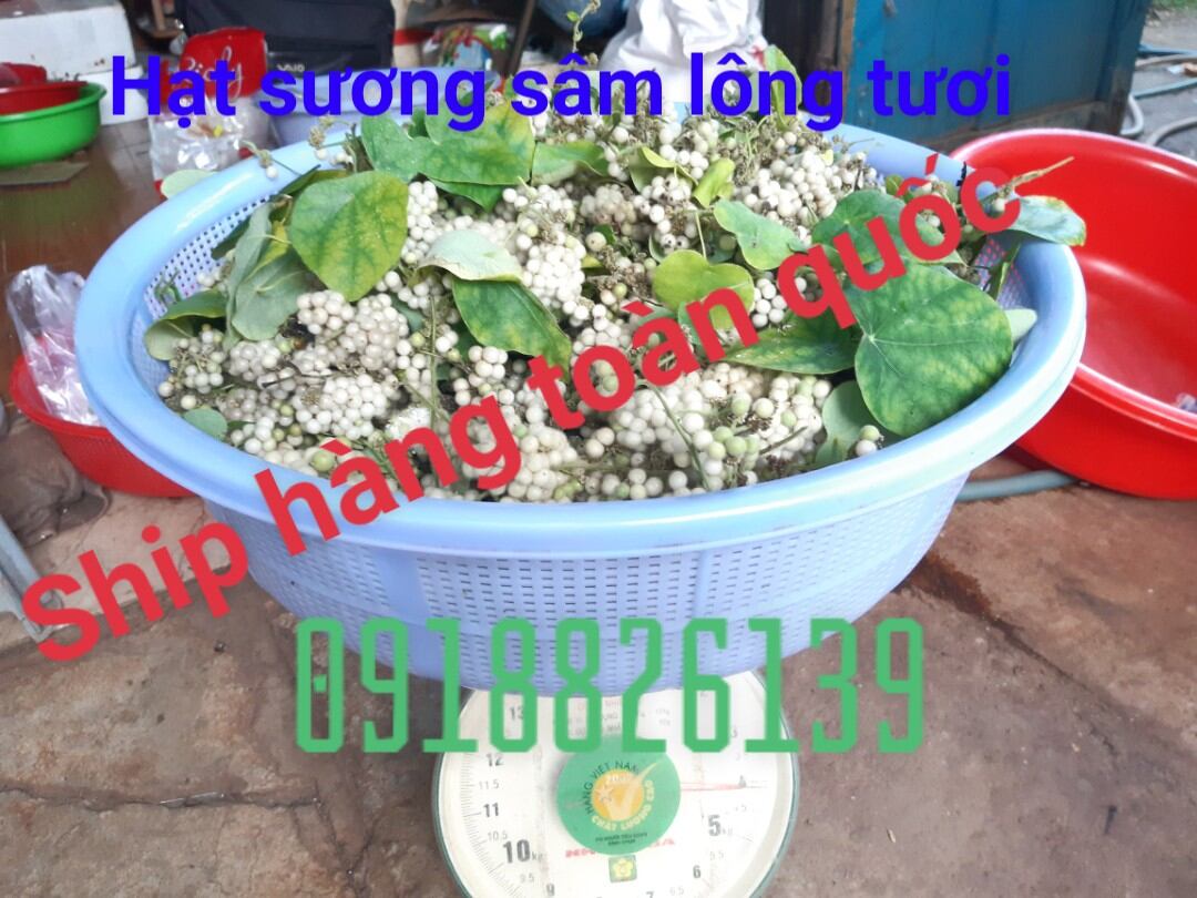Hạt giống sương sâm lông 50 hạt