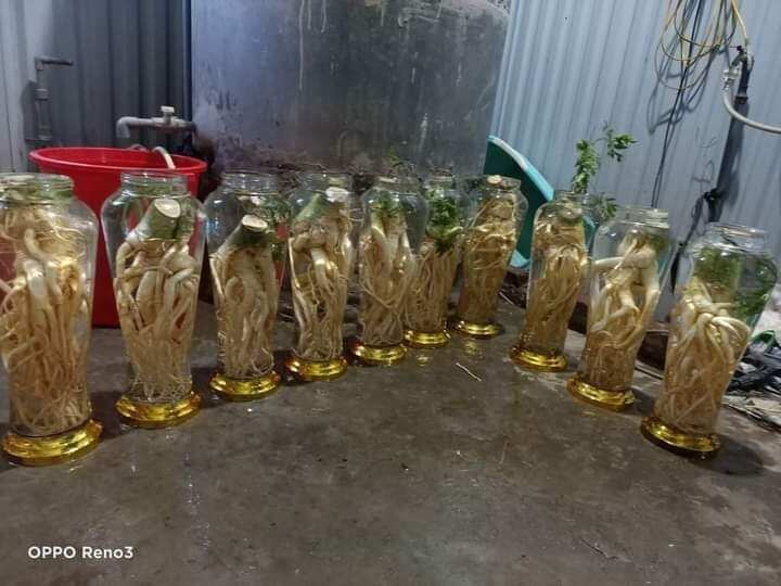Củ đinh lăng tươi củ 5kg