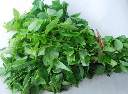 Hạt giống rau ngót lá nhỏ