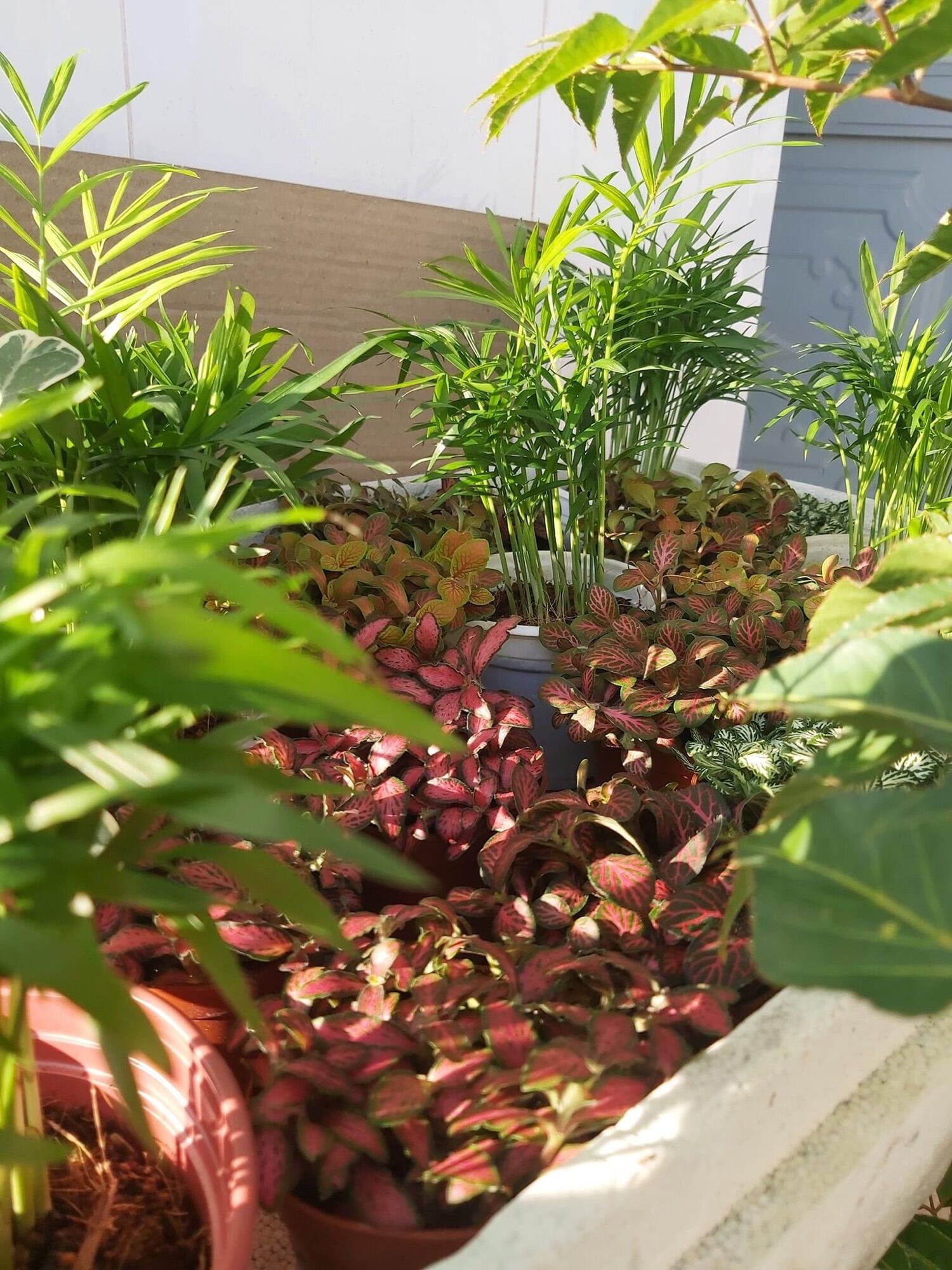 Chậu cau tiểu Trâm