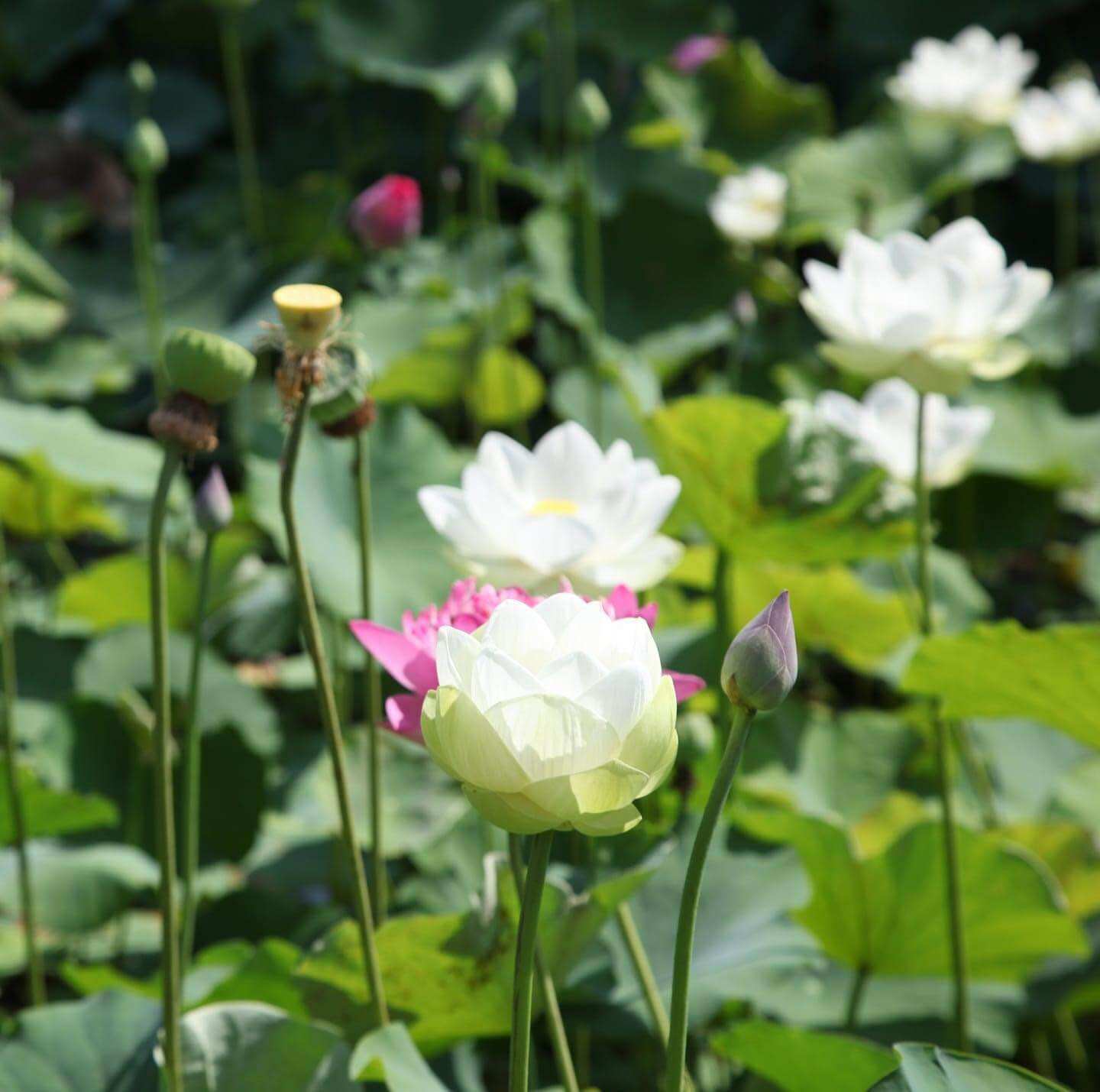 combo 5 củ sen ngẫu nhiên