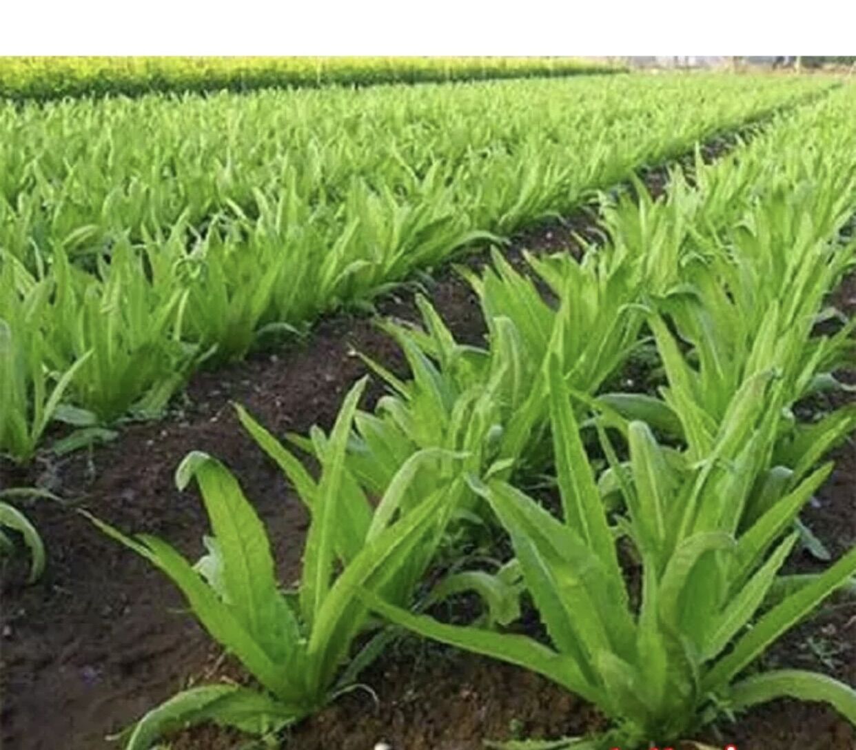 Hạt giống rau diếp thơm cao sản