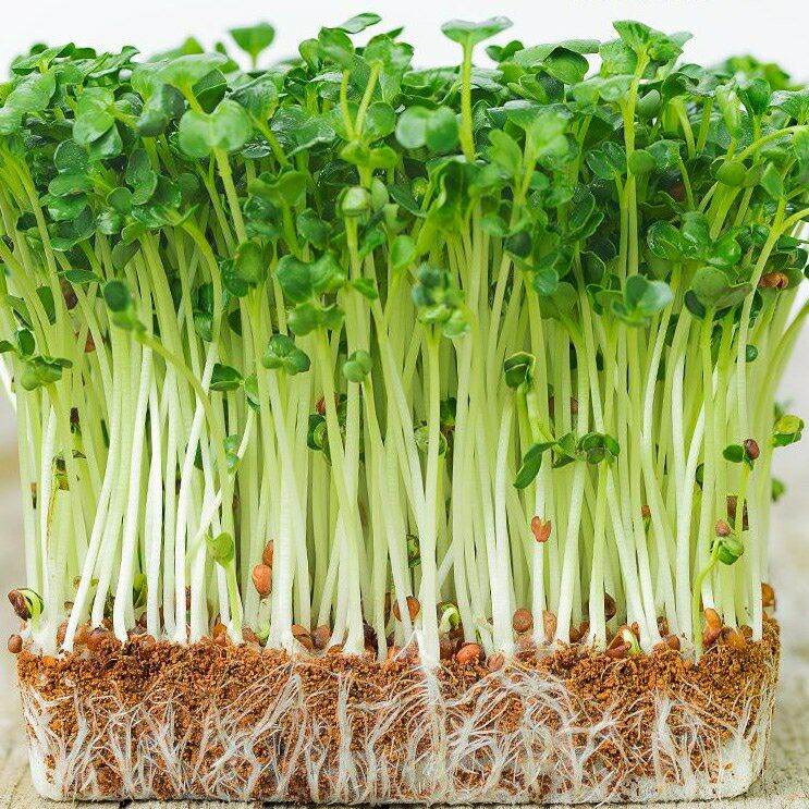 50gr hạt giống rau mầm củ cải trắng