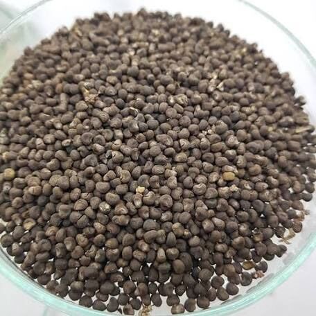 50 hạt giống sâm bố chính
