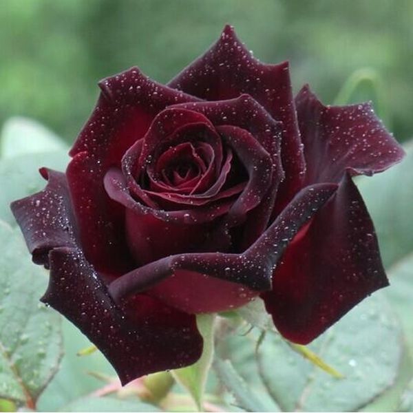Hoa hồng bụi Abracadabra Rose - phù thuỷ đen
