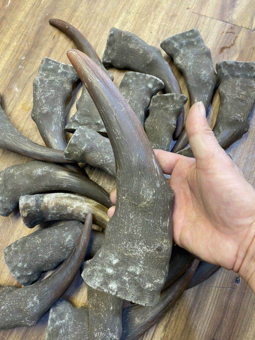 Sừng trâu nam phi