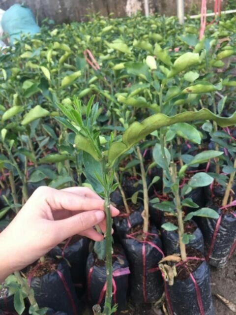 Cây giống bưởi Ruby Thái Lan