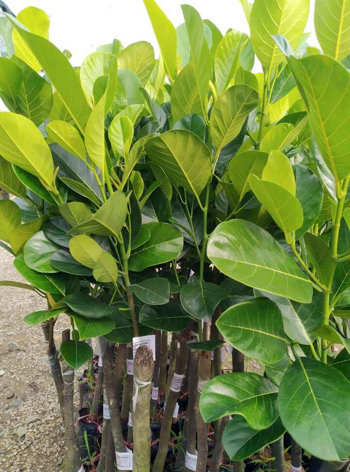 Mít ruột đỏ sơ đỏ siêu sớm