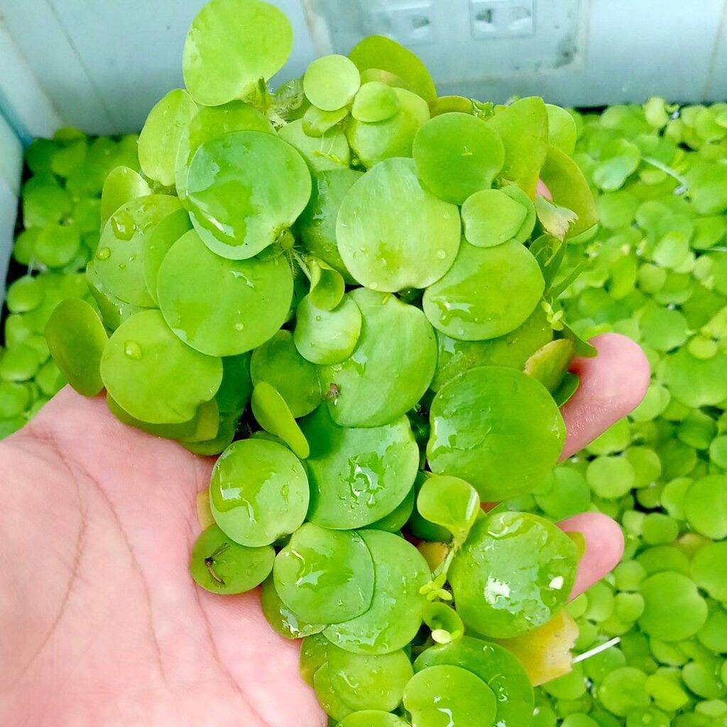 Combo 20 cây bèo nhật thủy sinh (chỉ ship miền Bắc)
