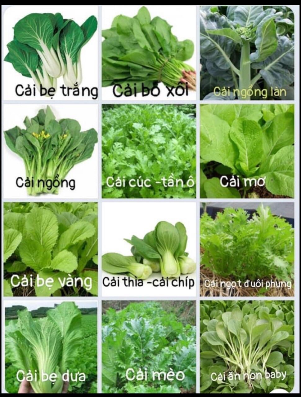 Các loại hạt giống rau cải