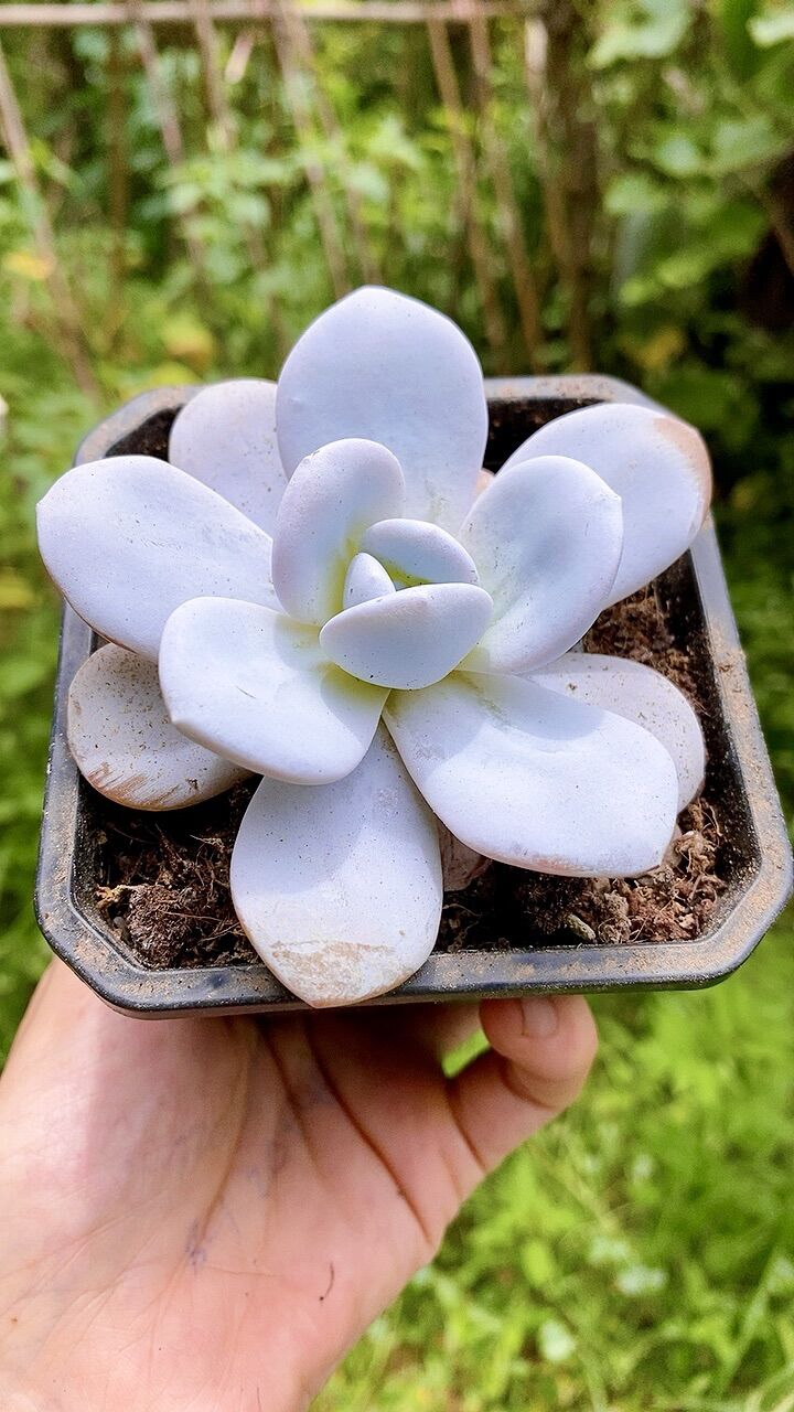 Sen đá laui trắng Hồng