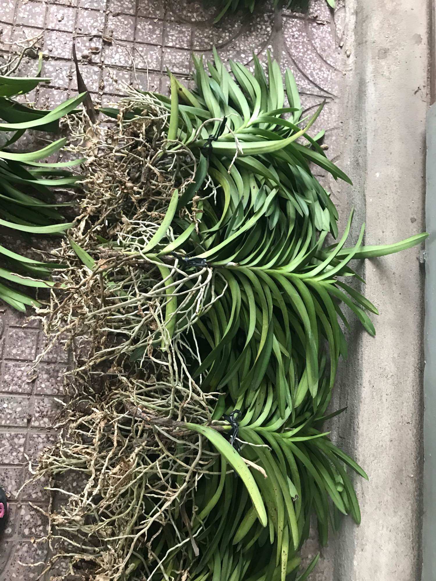 Lan Mokara đủ màu - cây tầm 30-40cm