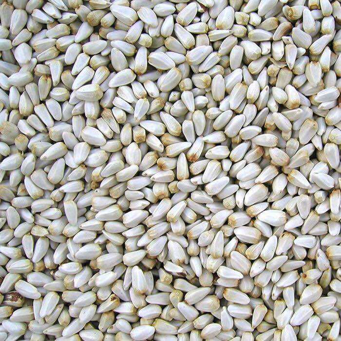1kg hạt kham trắng (Safflower Seed)- thức ăn: Vẹt • Sóc • Hamster.