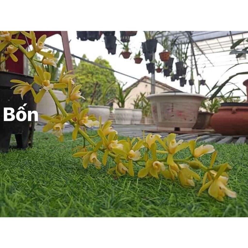 Hoa Lan kiếm thái sỉ 5k( set 5 cây )