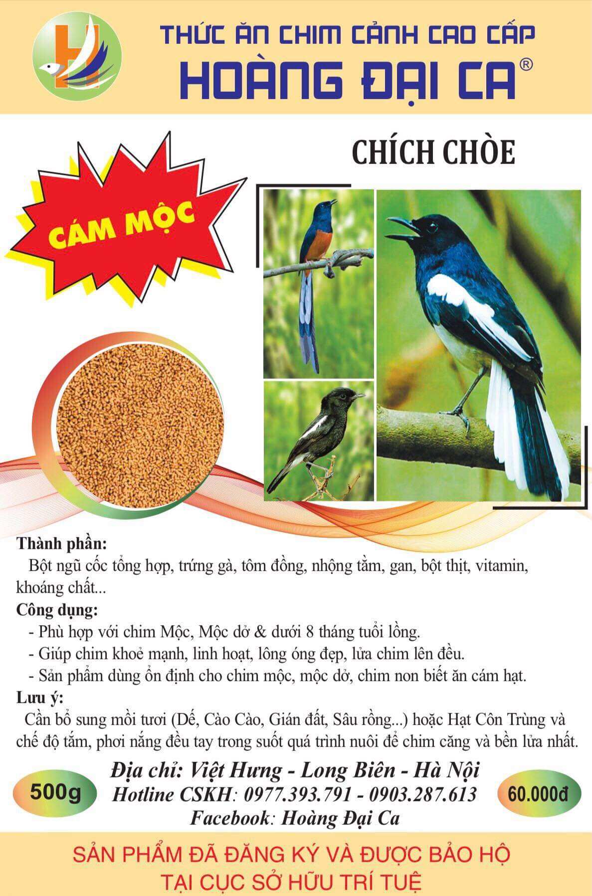 Cám chích choè mộc hoàng đại ca