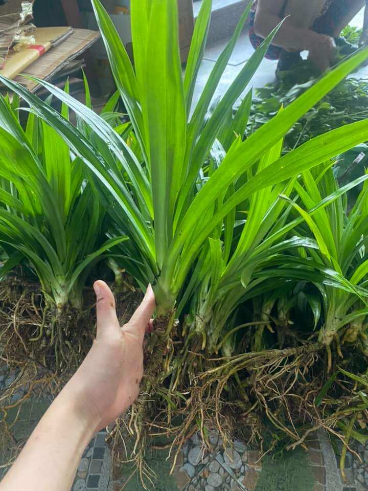 Cây lá dứa ( lá nếp)