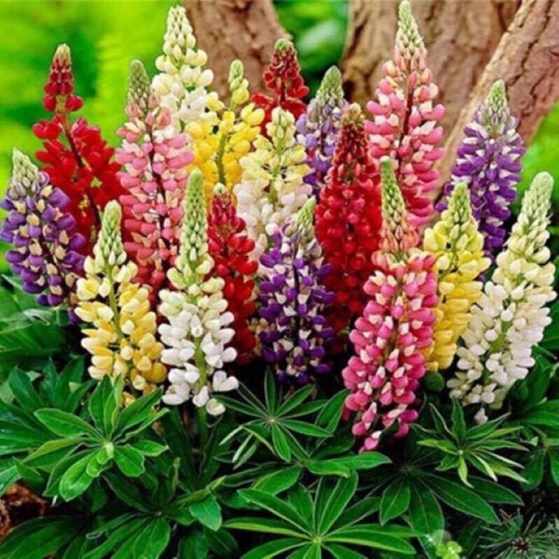CHUẨN HOA 🌹 TẾT 🌸Hạt giống Hoa Lupin(1 gói 100 hạt)