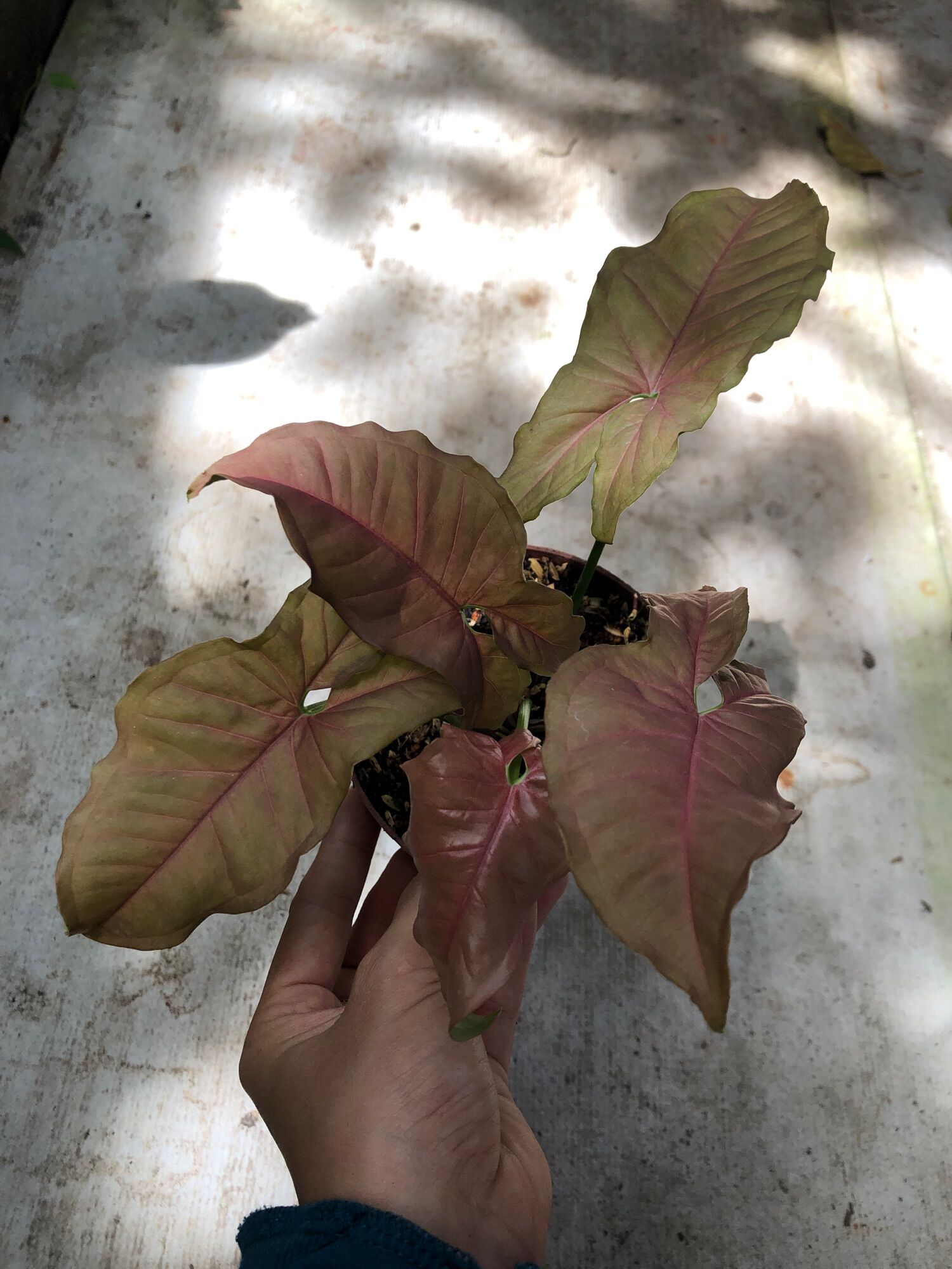Cây giống trầu bà Hồng/ syngonium