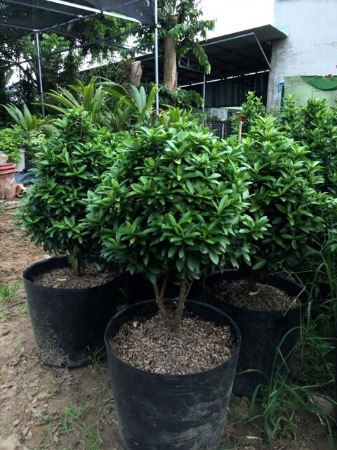 Chậu nhựa đen C16(40x32cm) size lớn nhất