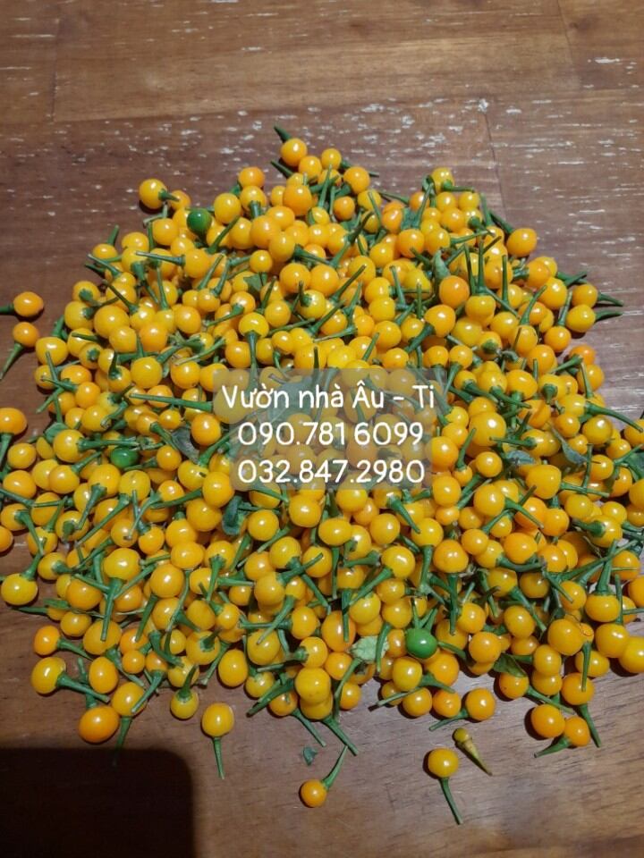 Gói 20 trái ớt Peru charapita chuẩn 100%, ớt đắt nhất thế giới