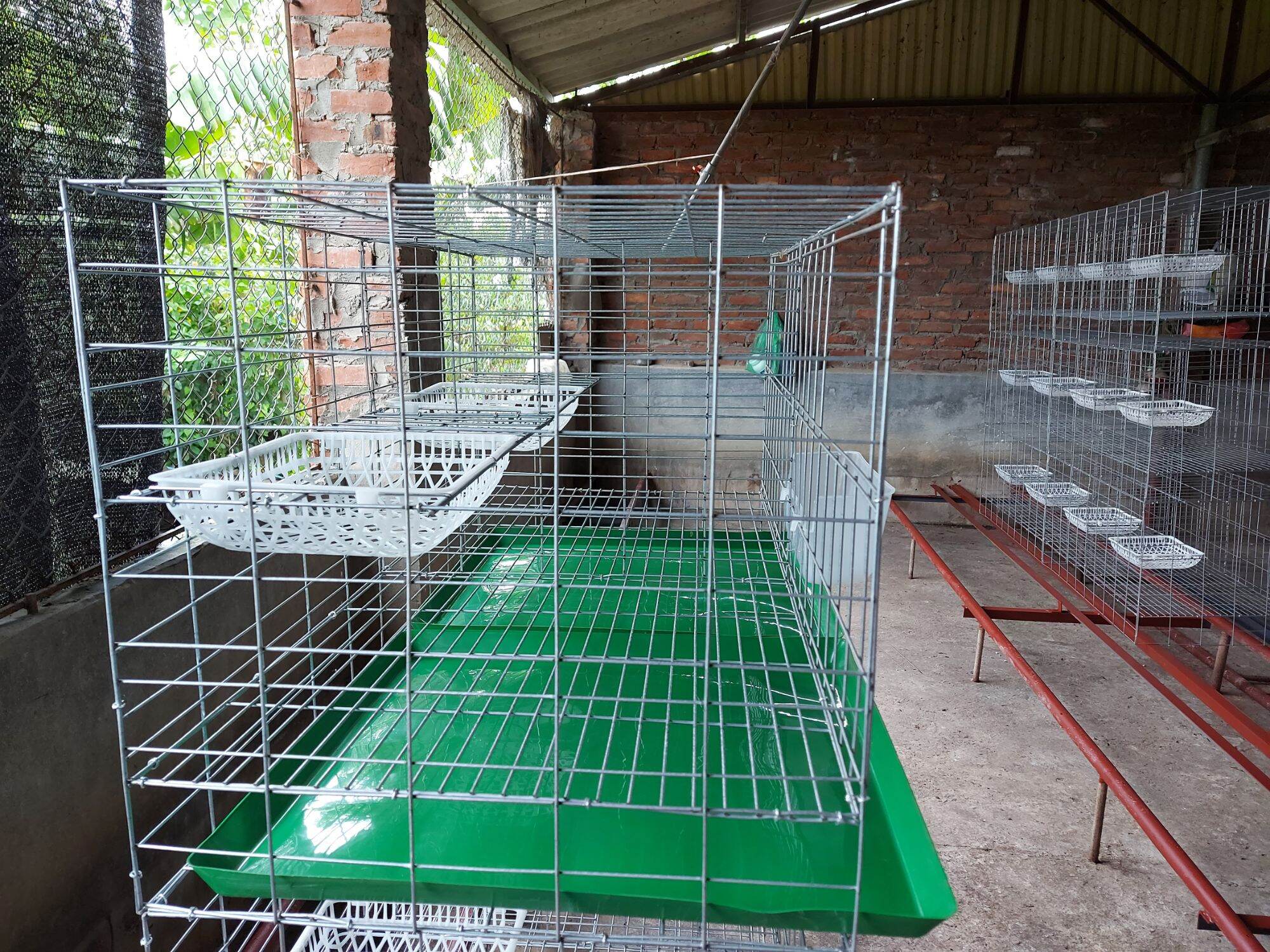 Lồng bồ câu 50x1m